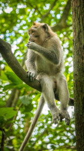 Long-tailed macaques sitting on an Tree, Macaca fascicularis, in Sacred Monkey Forest, Ubud, Indonesia. Long-tailed macaques sitting on an Tree, Macaca fascicularis, in Sacred Monkey Forest, Ubud, Indonesia.